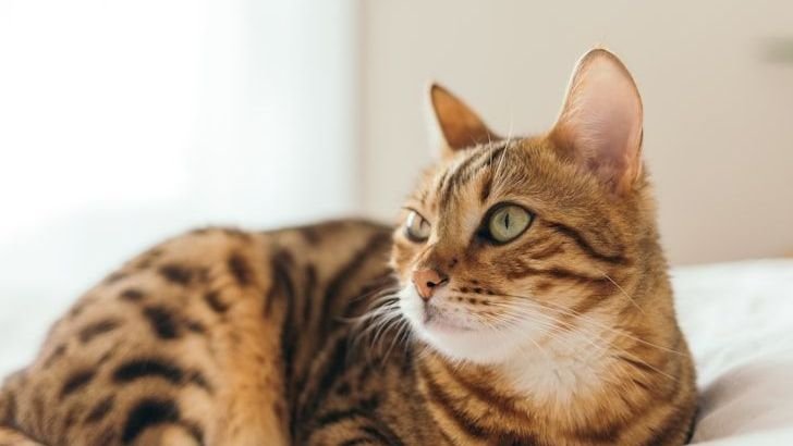 10 Cats To Avoid If You've Got Dogs At Home