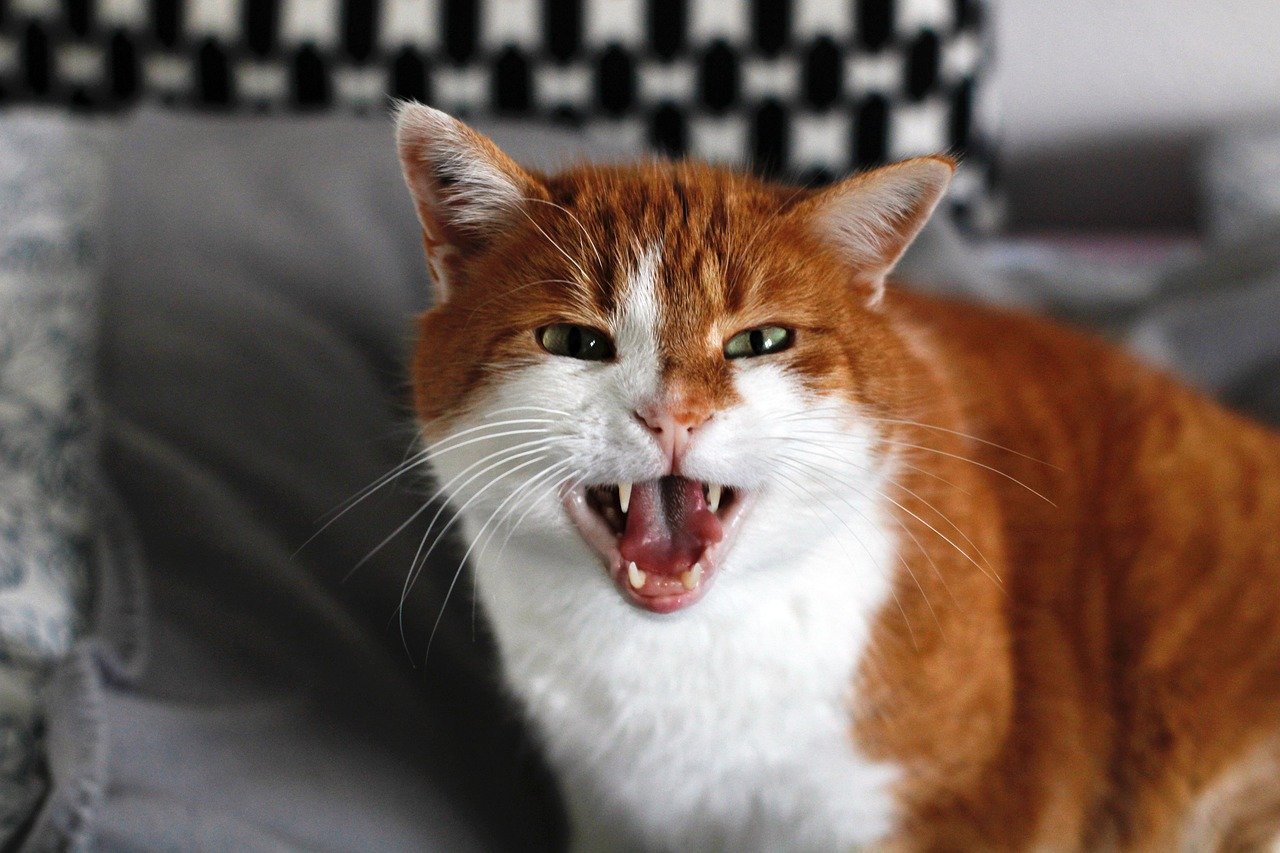 12 Cats That Meow So Much, They Could Drive You Mad
