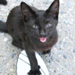 10 Signs of Jealousy in Cats That Actually Prove They Want All Your Love