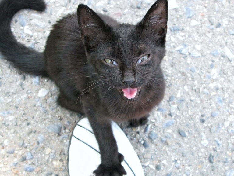 10 Signs of Jealousy in Cats That Actually Prove They Want All Your Love