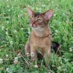 10 Fearless Small Cat Breeds Courageous Enough To Face off With Larger Animals