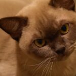 12 Smart Cat Breeds That Are Actually Difficult To Train
