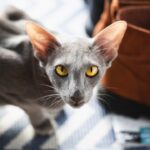10 Cat Breeds Known for Stubbornness That Frustrate Even Experts