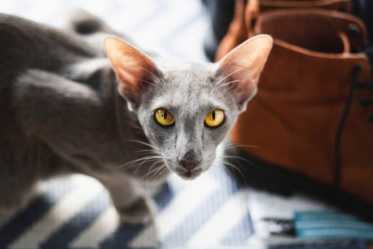10 Cat Breeds Known for Stubbornness That Frustrate Even Experts