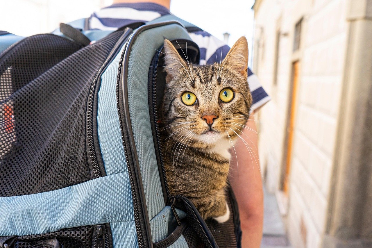 Why US Airlines Are Changing Policies on Flying with Cats
