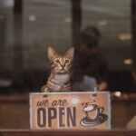 6 Best Cat-Friendly Cafés In Texas For Relaxing, Cuddles, And Coffee