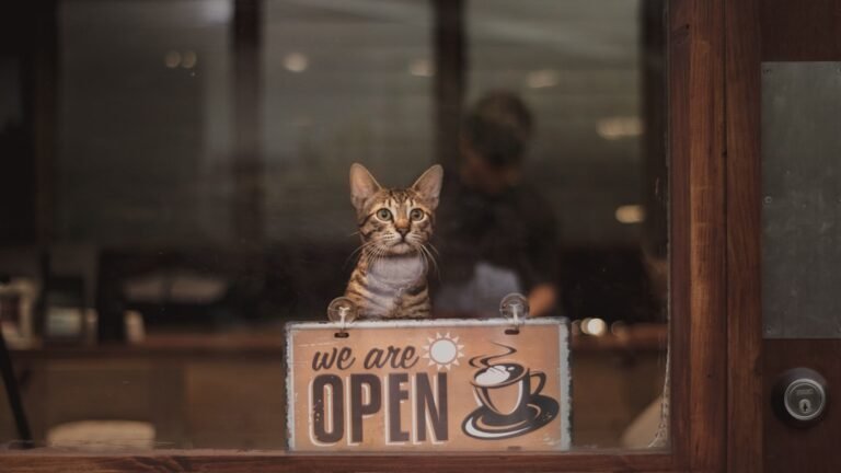 6 Best Cat-Friendly Cafés In Texas For Relaxing, Cuddles, And Coffee