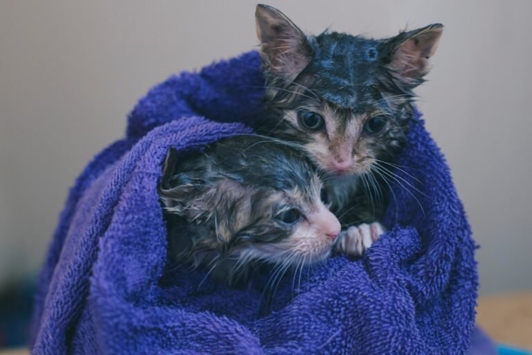 Why You Should Never Hose Down Your Cat in Summer