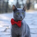 8 Cats That Love New People - And 5 That Stay Reserved