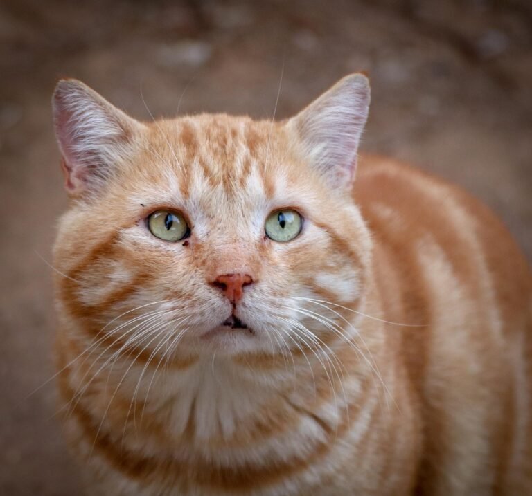 10 Common Habits That Could Be Making Your Cat Anxious