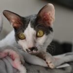 Worst Cat Breeds For Every Zodiac Sign