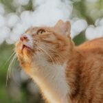 10 Signs Your Cat Is Still Loving You from Across the Rainbow Bridge
