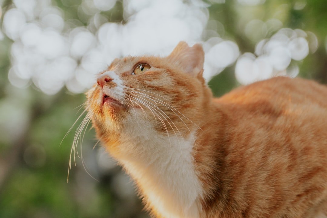 10 Signs Your Cat Is Still Loving You from Across the Rainbow Bridge