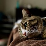 8 Signs Your Cat Gives You When It's Time To Cross The Rainbow Bridge