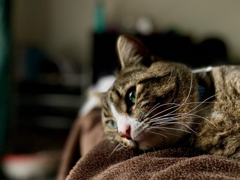 8 Signs Your Cat Gives You When It's Time To Cross The Rainbow Bridge