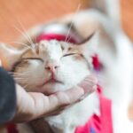 10 Comforting Messages Every Cat Owner Would Love to Receive from Beyond the Rainbow Bridge