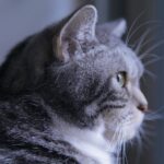Why Cats Try To Leave Your Side When It's Time To Cross The Rainbow Bridge