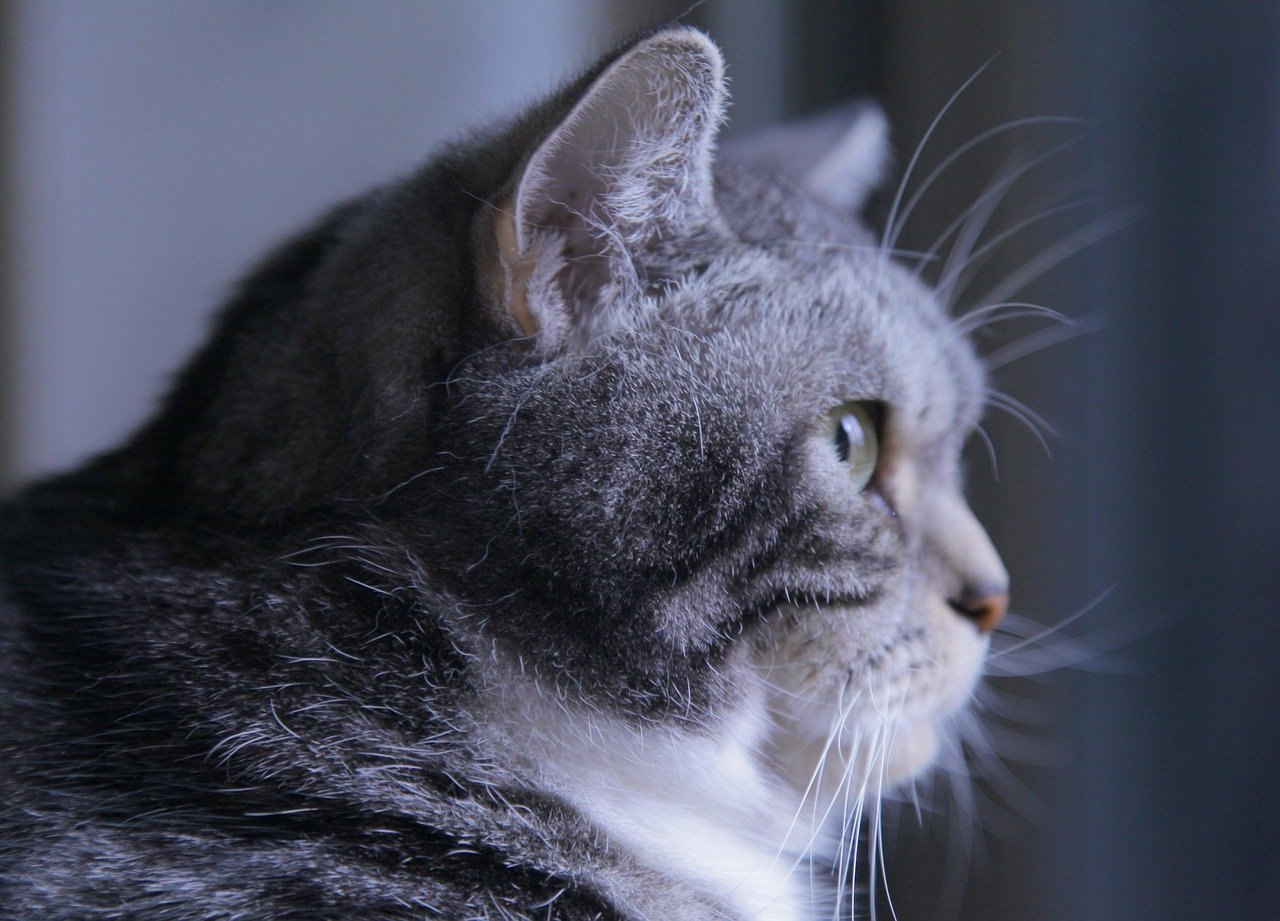 Why Cats Try To Leave Your Side When It's Time To Cross The Rainbow Bridge