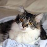 10 Comforting Thoughts That Remind Us Cats Never Truly Leave After the Rainbow Bridge