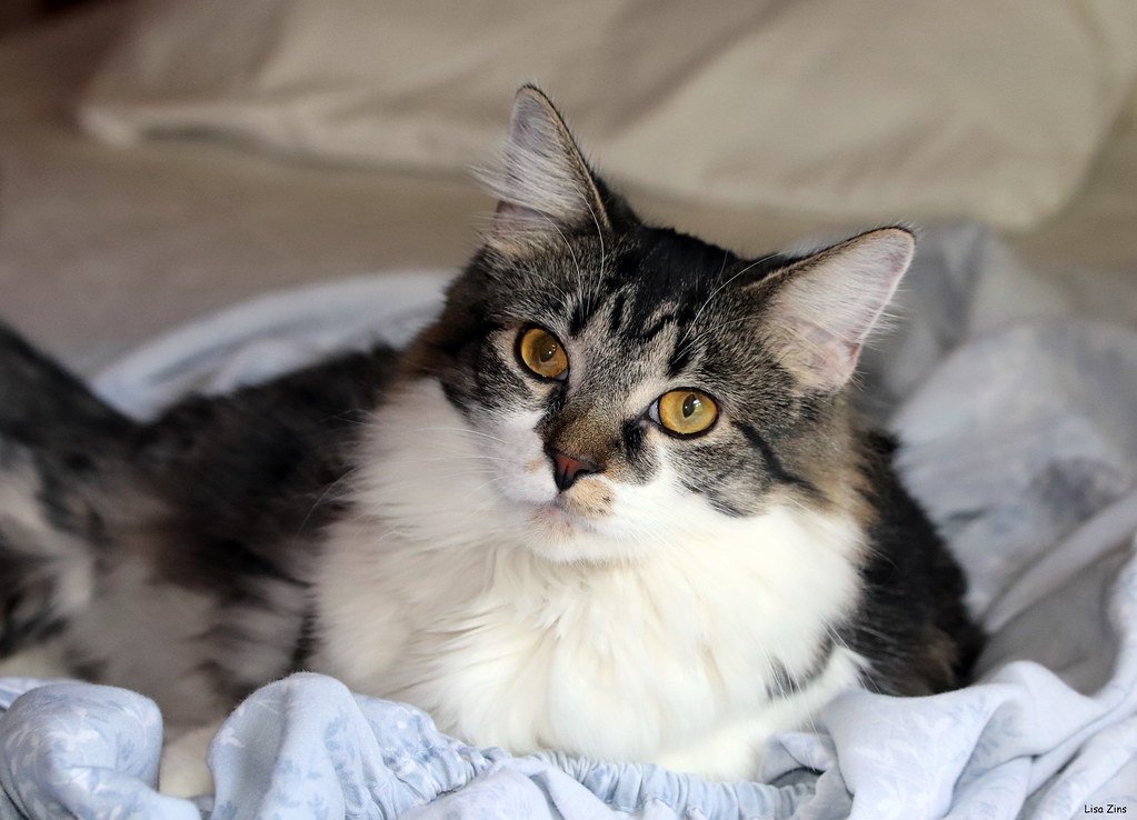 10 Comforting Thoughts That Remind Us Cats Never Truly Leave After the Rainbow Bridge