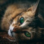 Why Cats Look Into Your Eyes One Last Time Before Crossing the Rainbow Bridge