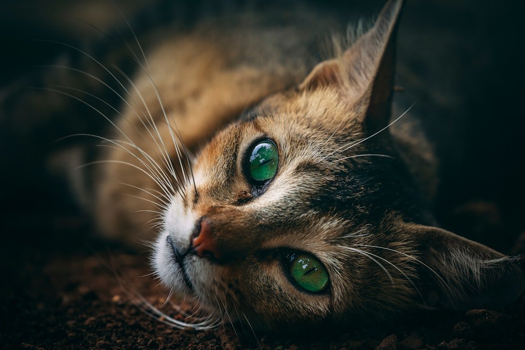 Why Cats Look Into Your Eyes One Last Time Before Crossing the Rainbow Bridge