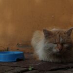 Preparing for the Rainbow Bridge: How Cats Communicate Their Final Journey