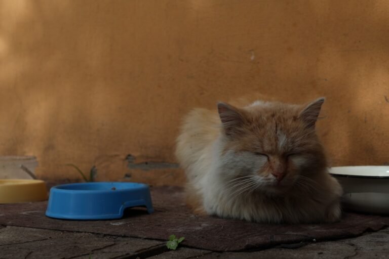 Preparing for the Rainbow Bridge: How Cats Communicate Their Final Journey