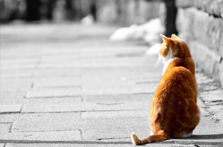 Why Do Cats Sometimes Sit With Their Backs Towards You?