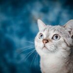 The Debate Over Cat Euthanasia: Is It Always the Right Choice?