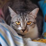 The Truth About Spaying and Neutering: Is It Necessary for Cats?