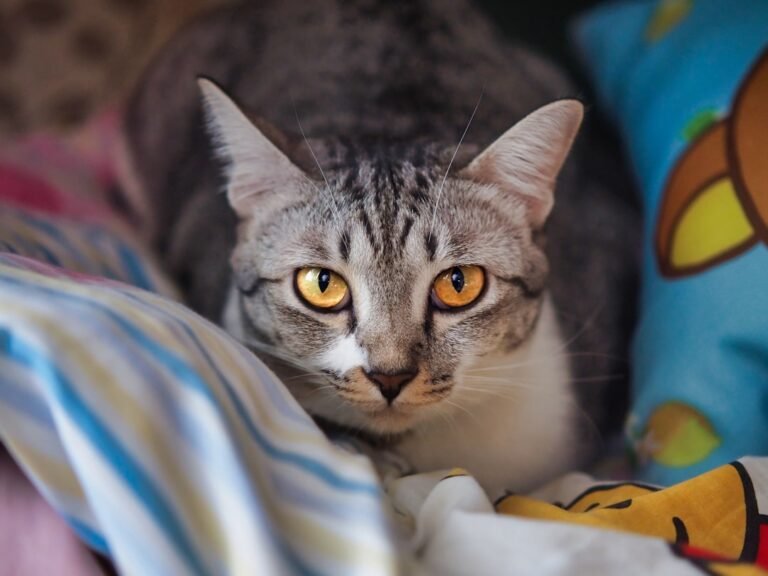 The Truth About Spaying and Neutering: Is It Necessary for Cats?