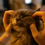 How Persians Add Personality to Every Corner of Your Day