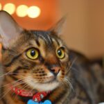 The Gentle Side of Bengal Cats Most People Don't Talk About