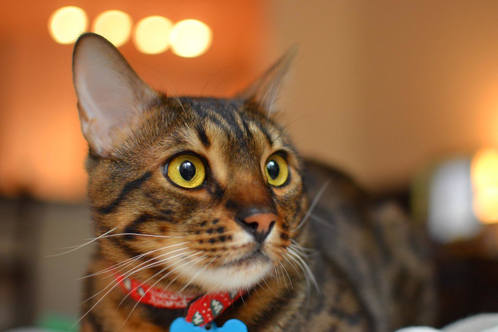 The Gentle Side of Bengal Cats Most People Don't Talk About