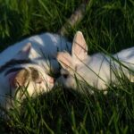 13 Pets That Might Clash With Your Cat