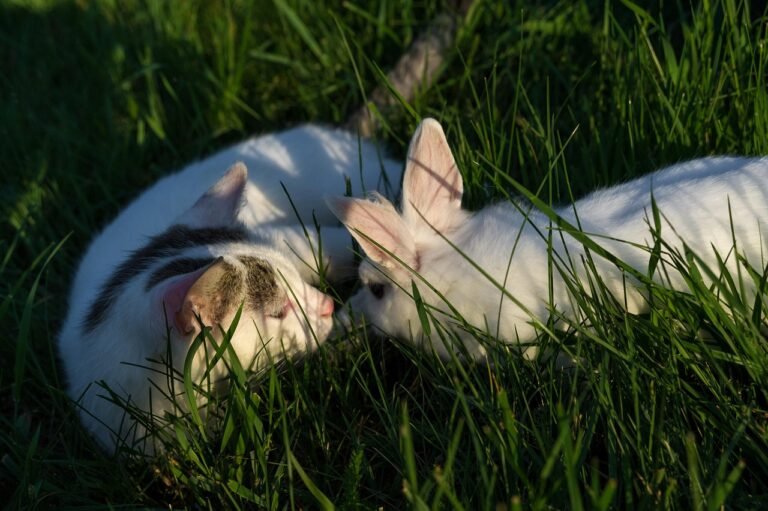 13 Pets That Might Clash With Your Cat