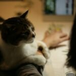 12 Quiet Ways Cats Show They Love You