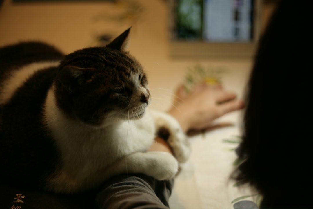 12 Quiet Ways Cats Show They Love You