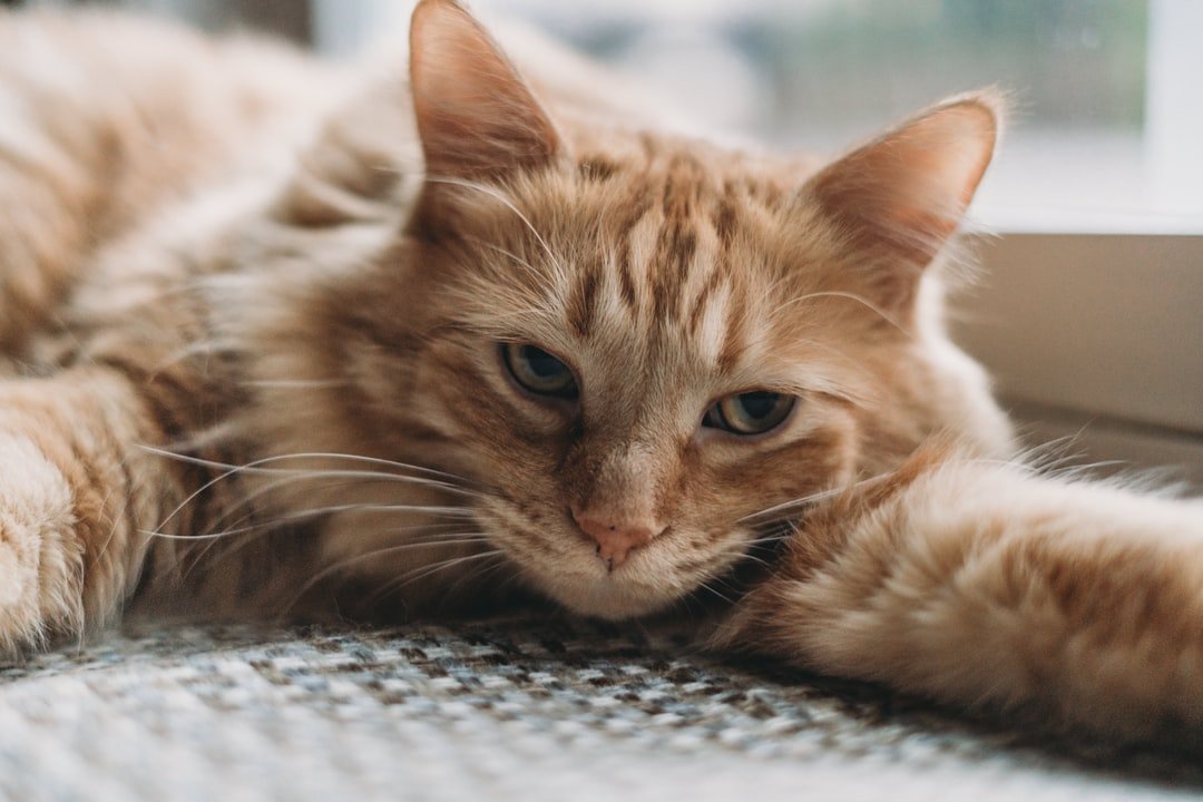 Are Indoor Cats Secretly Bored - Even When They Seem Content?