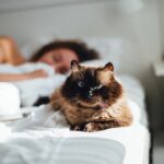 Should You Let Your Cat Sleep on Your Bed Every Night? Pros and Cons