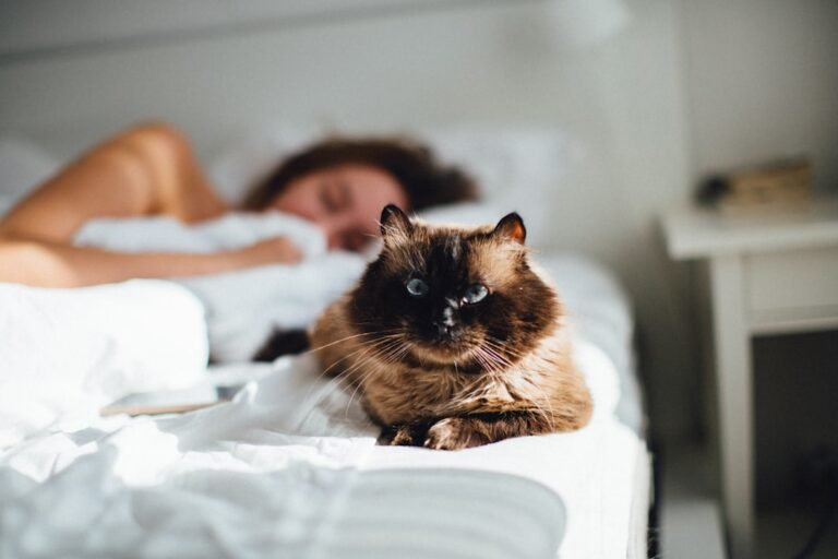 Should You Let Your Cat Sleep on Your Bed Every Night? Pros and Cons