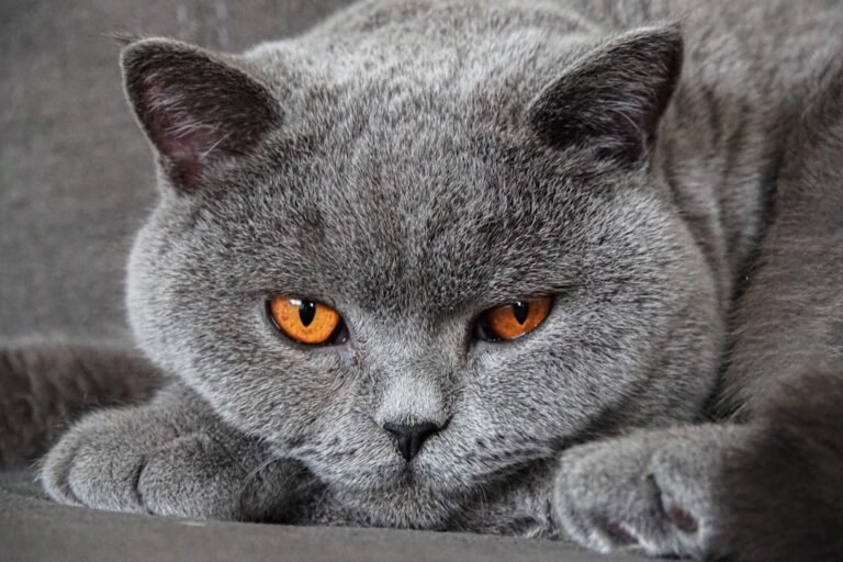 10 Shy-but-Sweet Cat Breeds for Introverts
