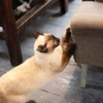 The Real Reason Your Cat Scratches Furniture Despite Having a Scratching Post