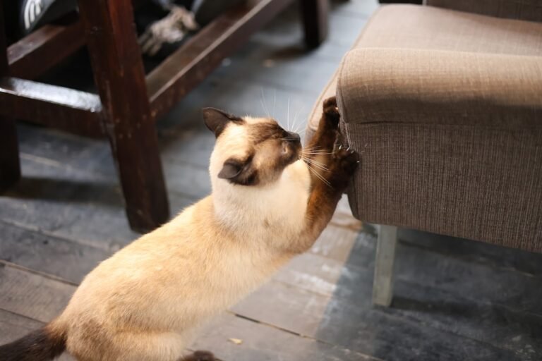 The Real Reason Your Cat Scratches Furniture Despite Having a Scratching Post