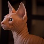 10 Cat Breeds That Can Be Too Much for Busy Owners
