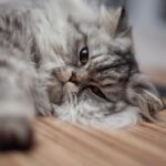 What to Do When Your Cat Stops Using the Litter Box