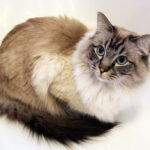 9 Best Cat Breeds That Bond With Earth Signs
