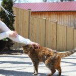 10 Adorable Cat Breeds That Even Dog Lovers Can't Resist Petting