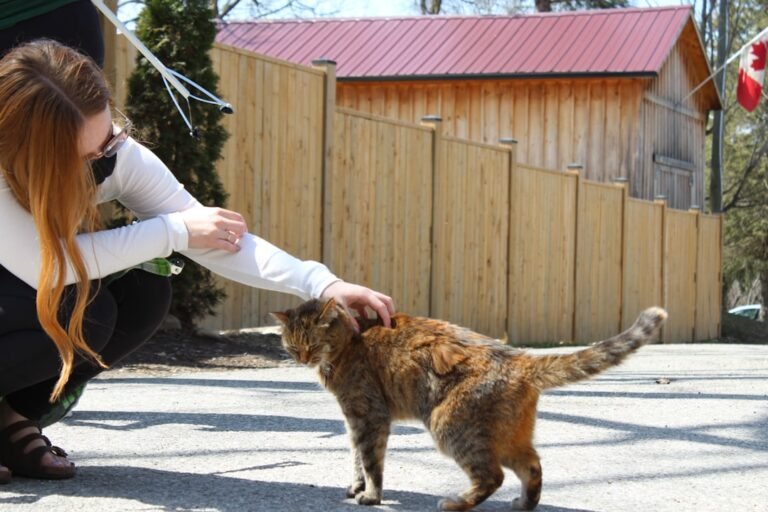 10 Adorable Cat Breeds That Even Dog Lovers Can't Resist Petting